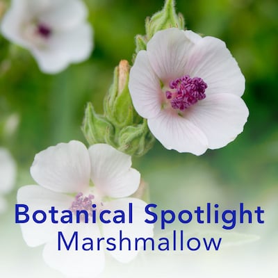 Botanical Spotlight Marshmallow 1_1 400x400